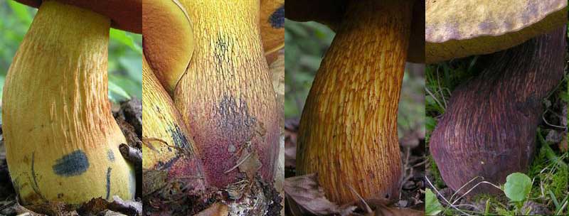 Dubbio su Boletus luridus